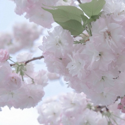 Furry插画光影处理福瑞群